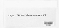 Phoma brunaudiana image